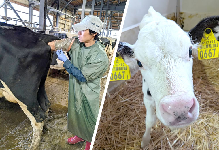 『家畜人工授精師』の資格取得支援